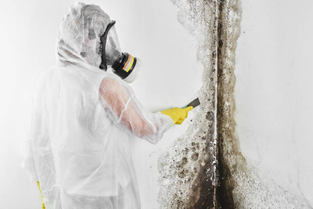 New Hackensack, NY Mold Removal Company