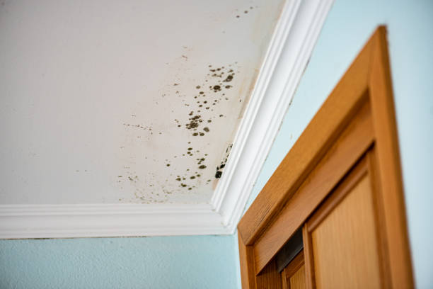 Best Commercial Mold Removal  in New Hackensack, NY