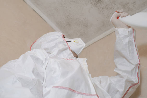 Best Black Mold Removal  in New Hackensack, NY