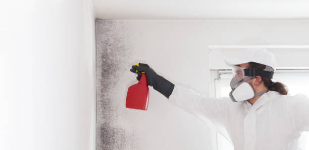 Best Fast Mold Removal  in New Hackensack, NY