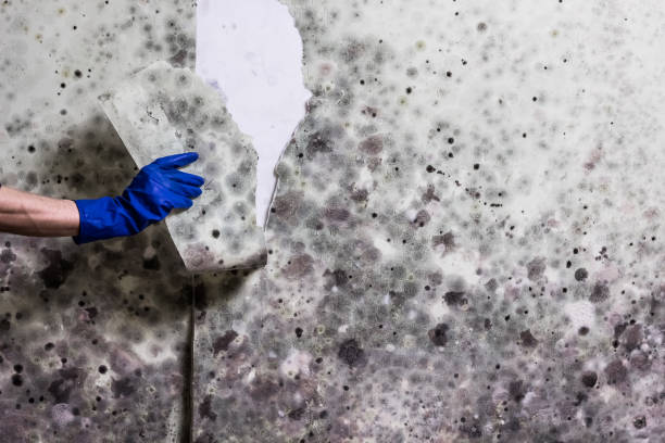 Best Affordable Mold Removal  in New Hackensack, NY