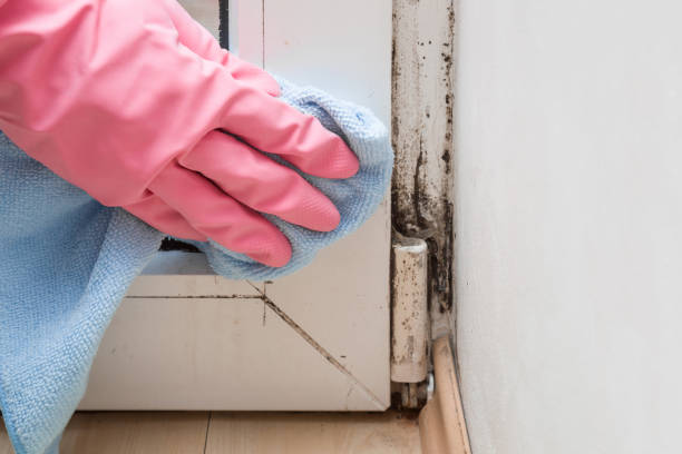 Best Mold Cleaning Services  in New Hackensack, NY